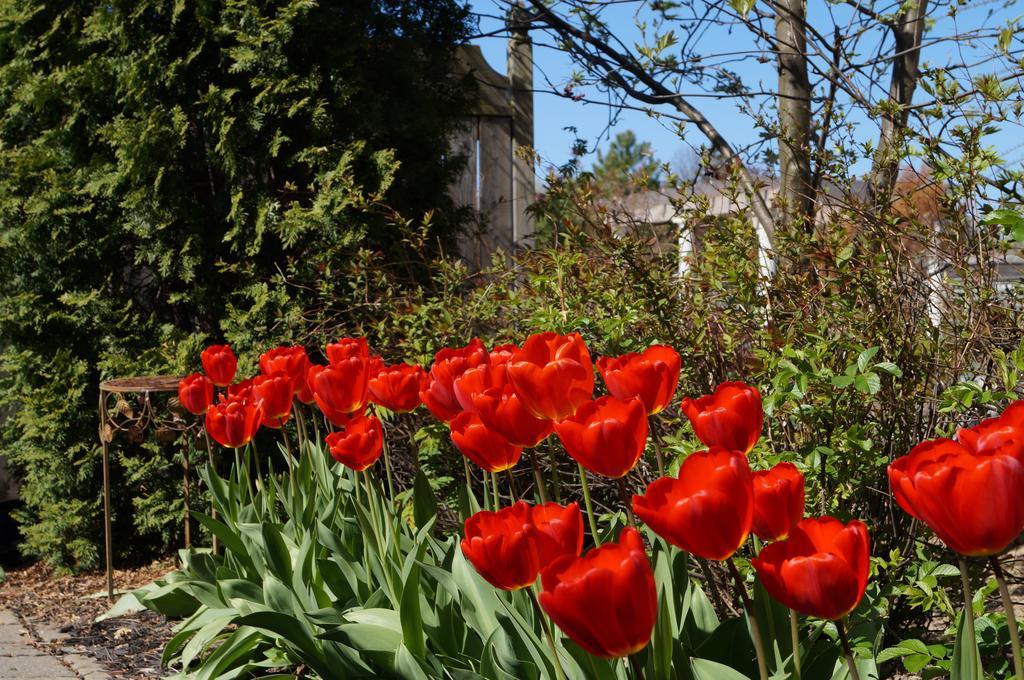 Niagara-on-the-Lake إقامة وإفطار بفندق إن إليجانس المظهر الخارجي الصورة